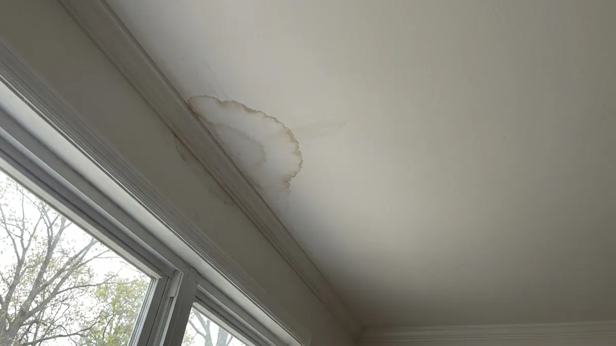 Brown-ringed water stain spreading across a white painted ceiling beside crown molding in soft natural daylight