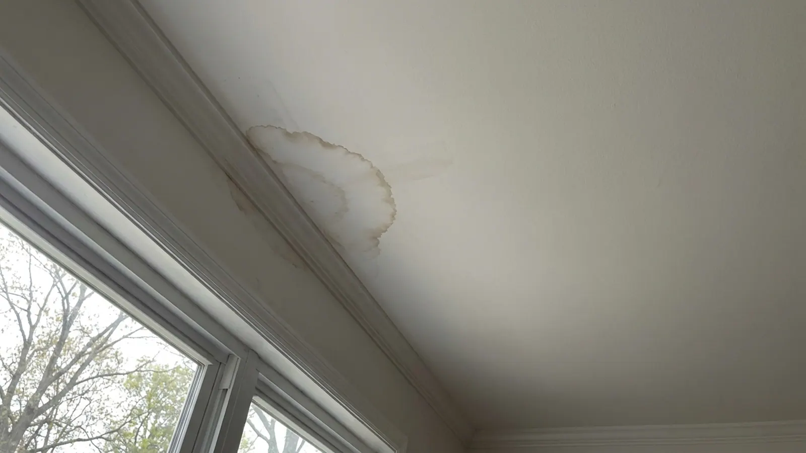 Brown-ringed water stain spreading across a white painted ceiling beside crown molding in soft natural daylight