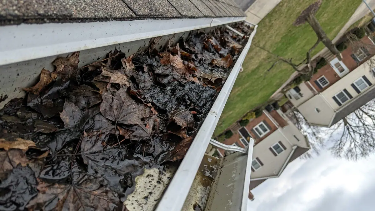 Overhead close-up of an open white K-style gutter packed with wet decomposed leaves and dark sludge, water pooling and spilling over the front lip with the shingle edge visible above