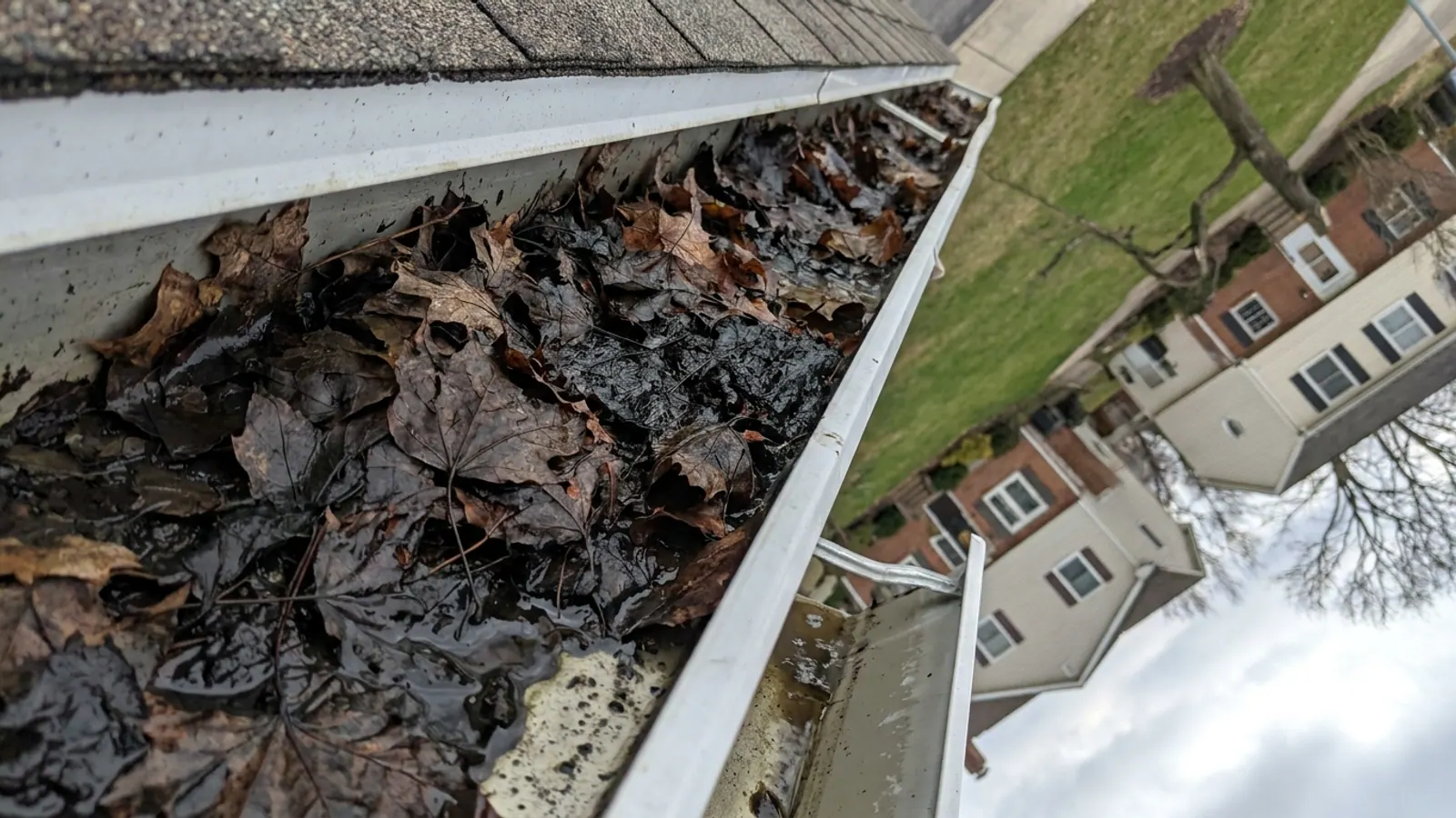 Overhead close-up of an open white K-style gutter packed with wet decomposed leaves and dark sludge, water pooling and spilling over the front lip with the shingle edge visible above