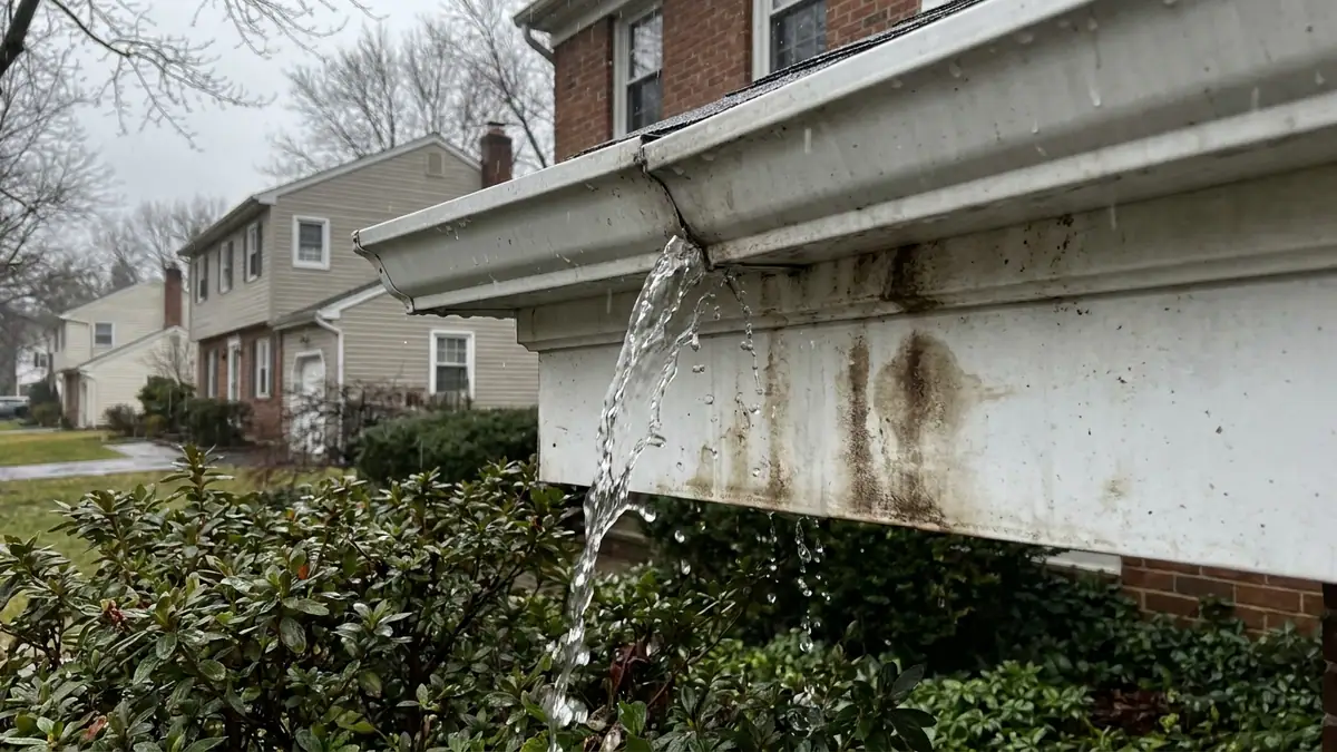 Close view of an exterior gutter corner miter on a white fascia board during steady rain, water spilling from the seam and staining the trim below, damp shrubs underneath